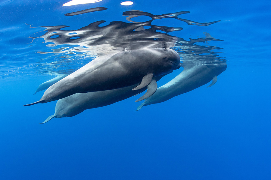 1slideavistamientodecetaceos