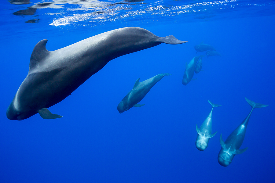 2slideavistamientodecetaceos