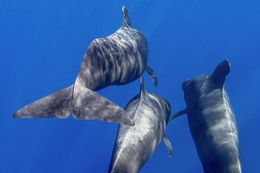 6slideavistamientodecetaceos